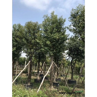 自种海南葡萄大小规格*，400多棵