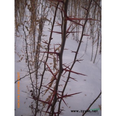 五角枫 连翘苗 皂角苗 北栾苗 侧柏苗