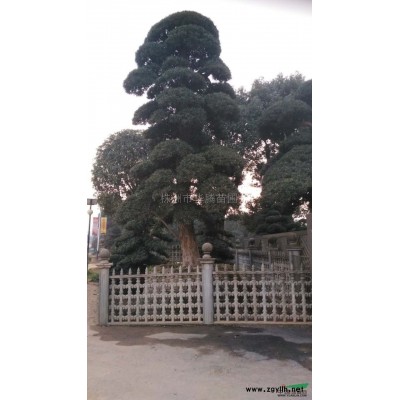 湖南造型罗汉松3