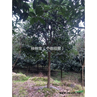 湖南湘西丹桂，1.5米以上分枝，量大从优！