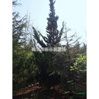 南京地区供应1.5米精品红叶石楠球