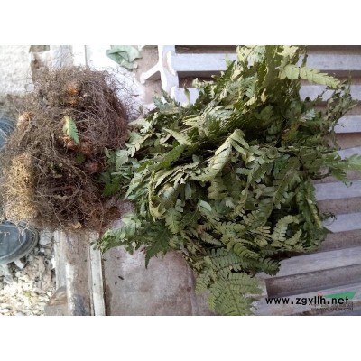 浙江 萧山 供应 紫金牛，6分/棵