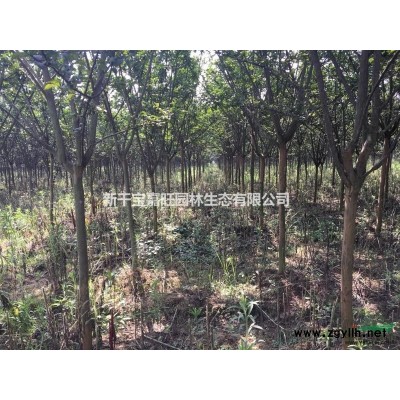 江西地区供应银叶罗汉松