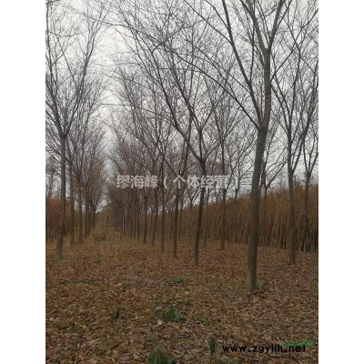 浙江地区供应9公分榉树