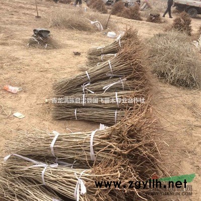 国飞苗木公司产地直销一年生红枸杞苗