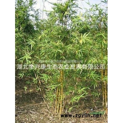 武汉地区供应10-15公分刺槐