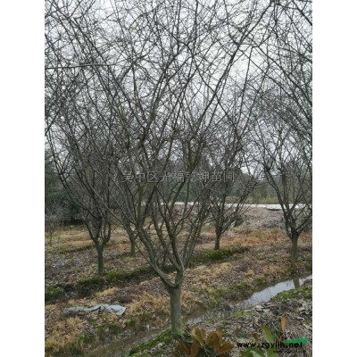 早樱装车报价/江苏早樱装车报价