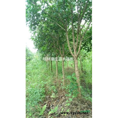 6-12公分八月桂，一米以上分枝