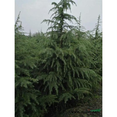 自产雪松，规格*，价格合理，诚信合作