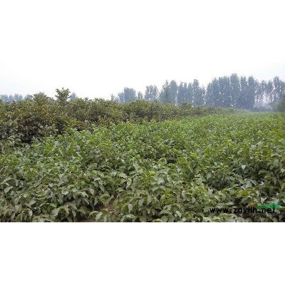 濮阳市国槐4-5Cm的国槐