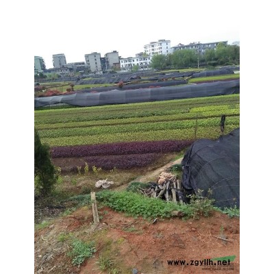 紫薇树    紫薇批发   紫微低价出售