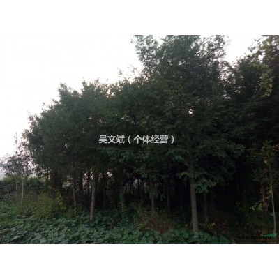 土地急需改用，现有大批红豆杉低价处理