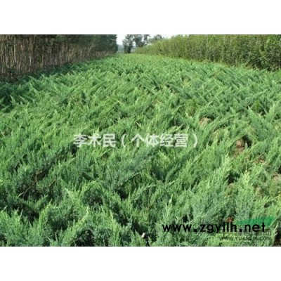 河北省地区供应40--60公分沙地柏