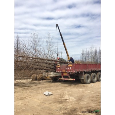 13公分水杉 水杉基地