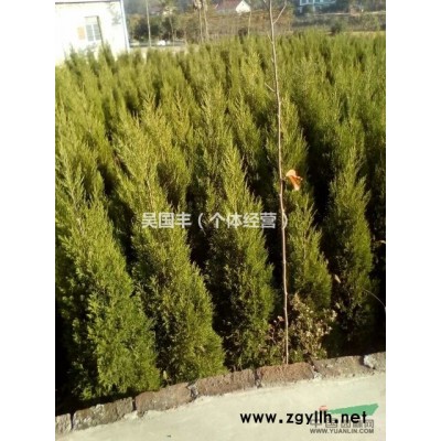 湖北荆州大量供应1.5-2米的塔柏