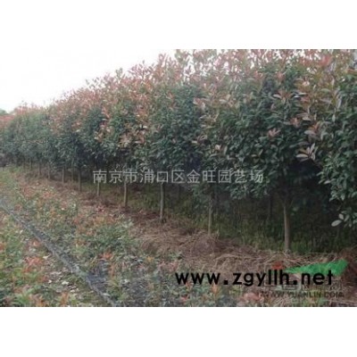 8公分红玉兰价格，哪里有卖