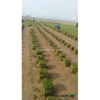 湖南郴州低价处理红花继木球