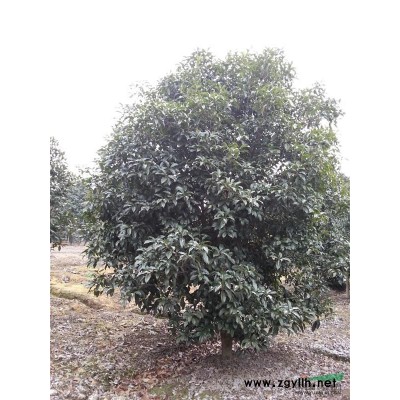 15公分左右的四季桂