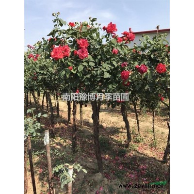 长期供应各种裸根月季盆花月季树桩月季