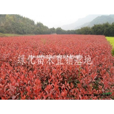 湖南杜鹃/湖南红花继木/杜鹃苗/红花继木苗