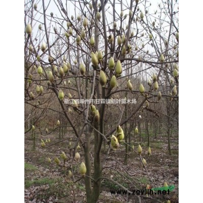 本苗场供应金禾女贞