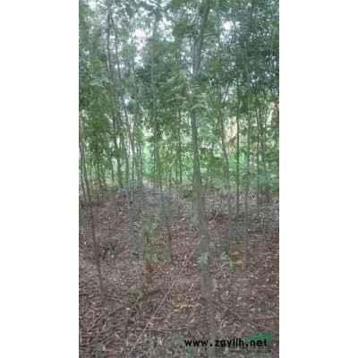 大量高品质红叶李树苗