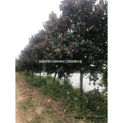 供应8-12cm广玉兰