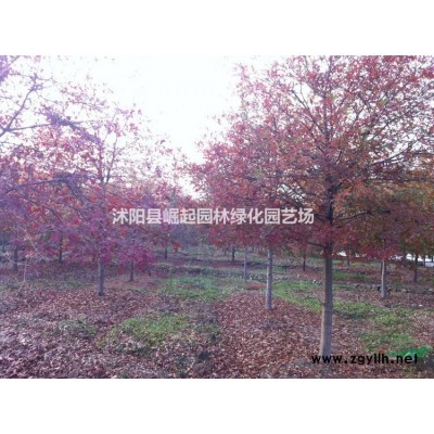 绿化苗木红叶小檗