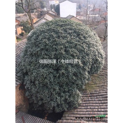 危房改造，45年以上八月桂一株，出售