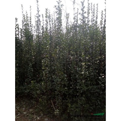 洛阳超低价供应北海道黄杨，龙柏等