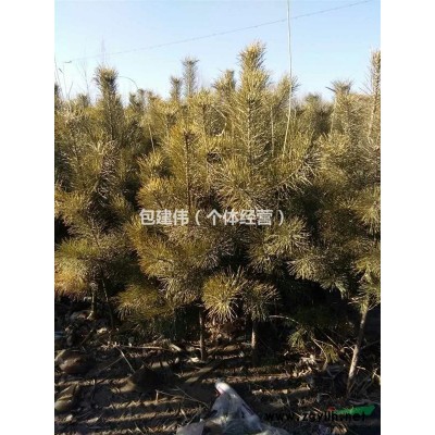 内蒙古通辽地区供应150cm樟子松