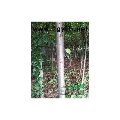 西安大量女贞树樱花树