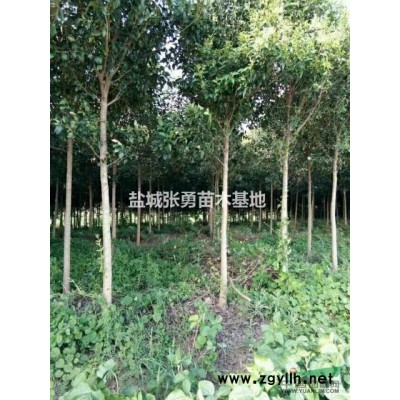 江苏地区供应大叶女贞