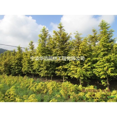 浙江金叶水杉小苗 金叶水杉小苗价格