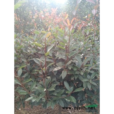 江苏邳州市供应高40-100公分美国红枫