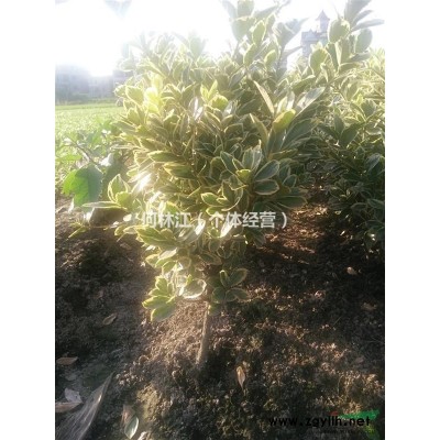 金边黄杨小毛球