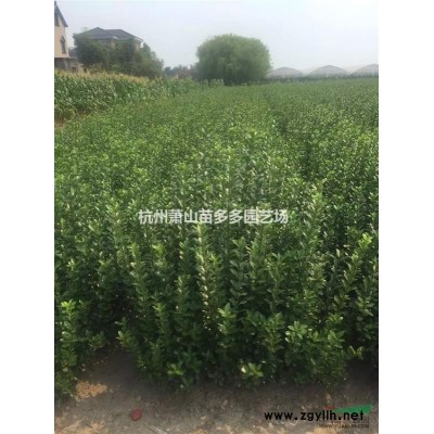 矮紫薇、紫薇、美国紫薇、八角金盘、八仙花、北海道黄杨、