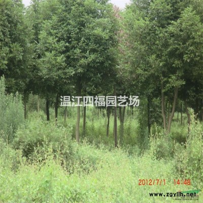 基地成都紫薇实拍