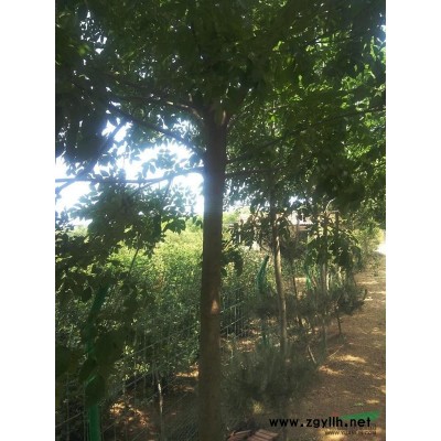 江苏新沂地区供用白蜡树（5-9公分）