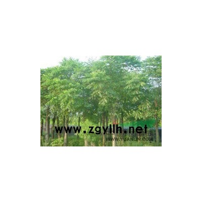 40公分全冠香樟树价格