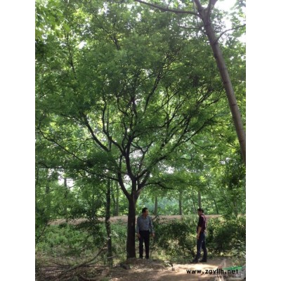 大量供应丛生朴树