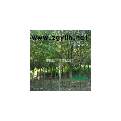 浙江金华供石楠柱40，60，80，100，120，150冠