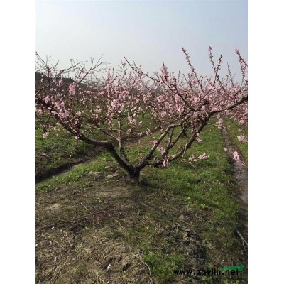 浙江地区供应12公分桃树，杏树1100株