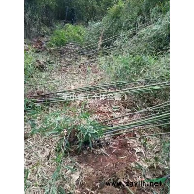 樟树   樟树批发    樟树基地   低价出售樟树