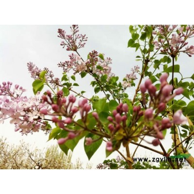 红叶小波、小叶女贞、红王子锦带、红叶石楠