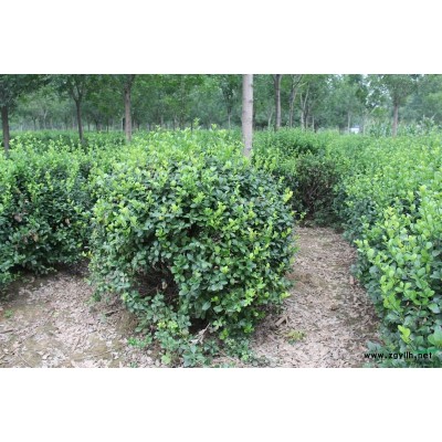 大量出售90-140冠幅卫矛