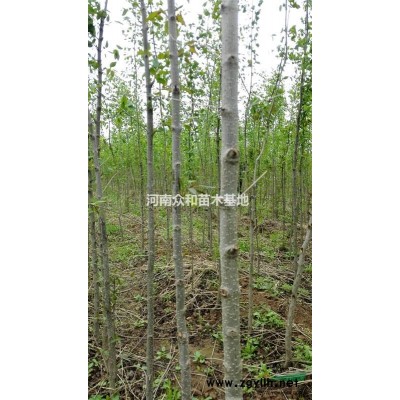 常年售暴优质马丁香苗木