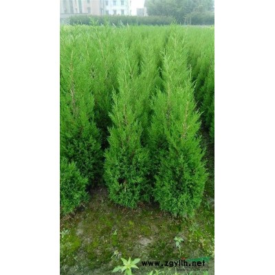 浙江萧山供应木芙蓉球老苗，高度1米一1米4，棚形1米以上