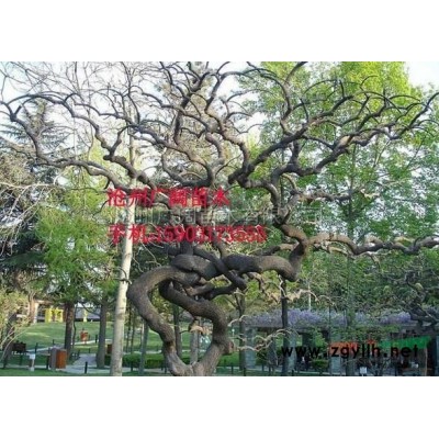 河北移植正待运输的国槐信息