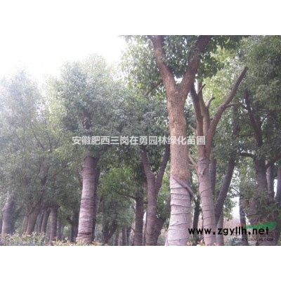 石楠球  中华石楠球 肥西石楠球